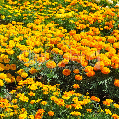 beautiful background of yellow marigolds