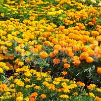 beautiful background of yellow marigolds