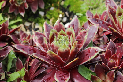 Sempervivum flower