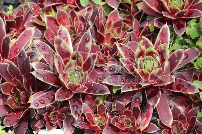 Sempervivum flower