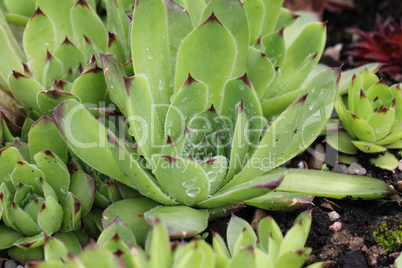 Sempervivum flower / Flowering sempervivum in macro shot