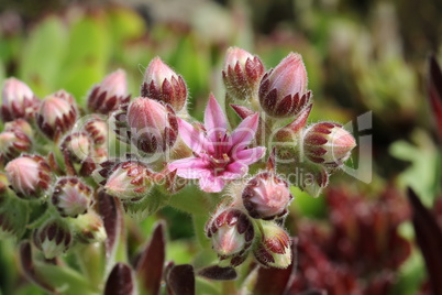 Sempervivum flower / Flowering sempervivum in macro shot