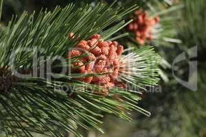 Pine cone