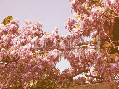 Retro looking Wisteria