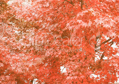 Retro looking Red maple tree