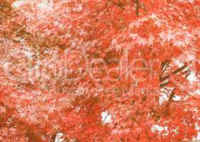 Retro looking Red maple tree