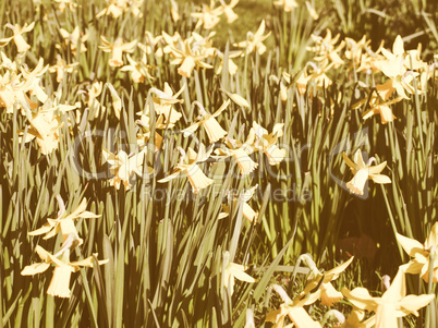 Retro looking Daffodils