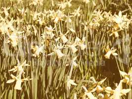 Retro looking Daffodils