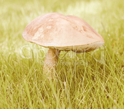 Retro looking Mushroom