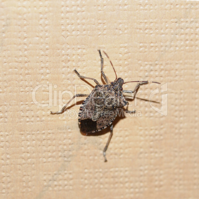 Green shield bug insect