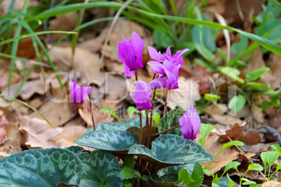 Alpenveilchen im Wald - cyclamen in forest 01