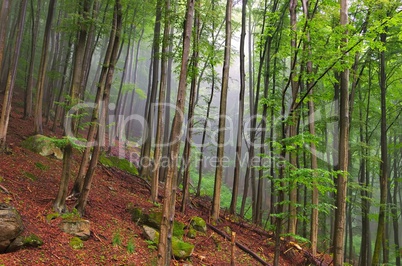 Buchenwald im Harz - beech forest in Harz Mountains 01