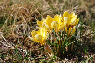 Krokus gelb - Crocus yellow 08