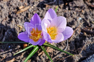 Krokus sieberi Firefly - Crocus sieberi Firefly 01