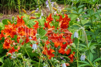 Lilium davidii Elwes 01