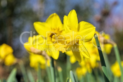 Osterglocke - daffodil 24
