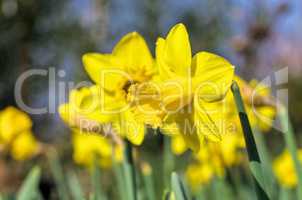 Osterglocke - daffodil 24