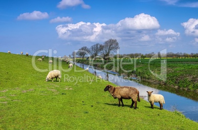 Ostfriesland Schafe - Eastern Friesland sheeps 01
