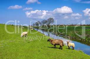 Ostfriesland Schafe - Eastern Friesland sheeps 01