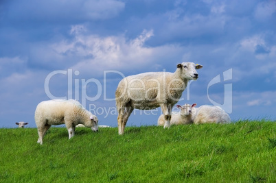 Ostfriesland Schafe - Eastern Friesland sheeps 03