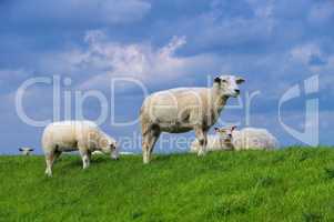 Ostfriesland Schafe - Eastern Friesland sheeps 03