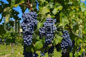 Weintraube rot - grape red 325