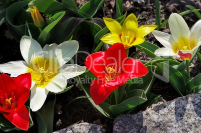 Wildtulpe Tulipa kaufmanniana - wild tulip Tulipa kaufmanniana 02
