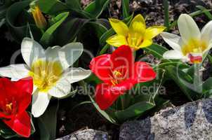 Wildtulpe Tulipa kaufmanniana - wild tulip Tulipa kaufmanniana 02