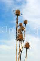 weeds on blue sky background