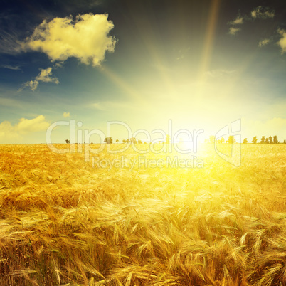 Beautiful sunrise over a field of wheat