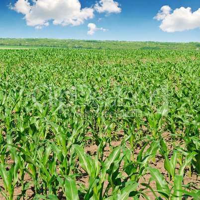 green corn field and blue sky