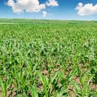 green corn field and blue sky