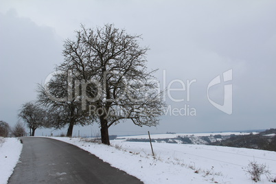 Winter Landscape