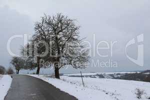 Winter Landscape