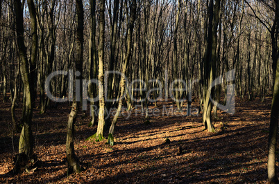 schoener wald mit blaetter im winter