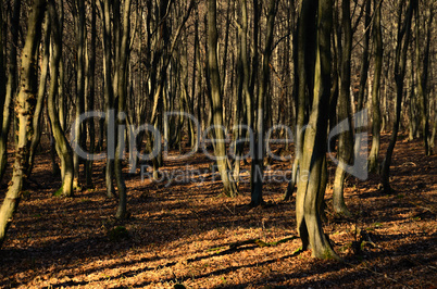 viele baeume im wald und winter