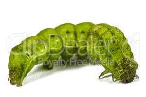 A close up of the green caterpillar, isolated on the white backg