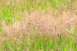 meadow with green grass
