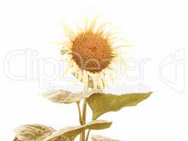 Retro looking Sunflower flower