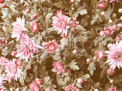 Retro looking Chrysanthemum picture