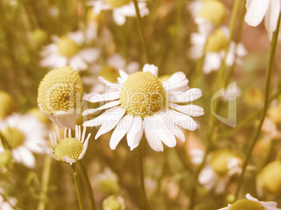 Retro looking Chamomile picture