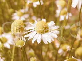 Retro looking Chamomile picture