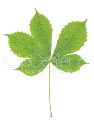 chestnut leaf