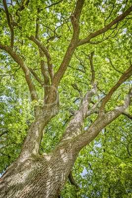 Tree in Spring