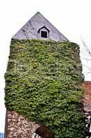 Historischer Wehrturm mit grünen Rankpflanzen