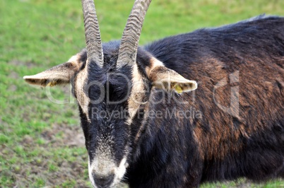 Ziegenbock