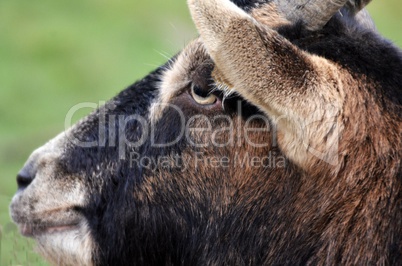 Ziegebock Kopf