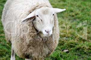 Schaf, Mutterschaf