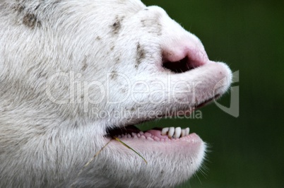 bloekends Schaf mit offenem Mund
