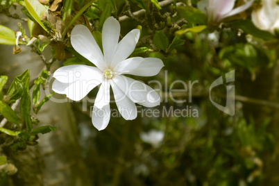 magnolia tree